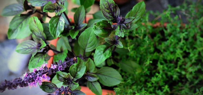 Basil bush in pot
