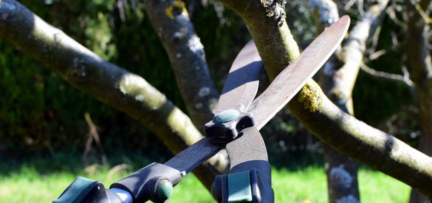 Pruning shears trimming a small tree branch