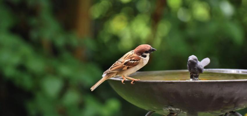 Bird at birdbath
