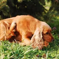 dog in grass