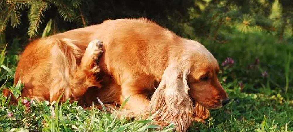 dog in grass