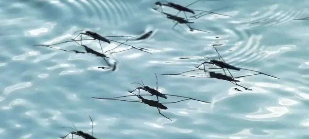 mosquito on water