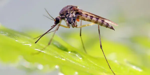 Mosquito outside on leaf