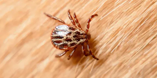 Tick on dog hair